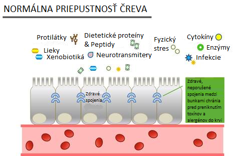 Obr. 1: Normálna priepustnosť čreva